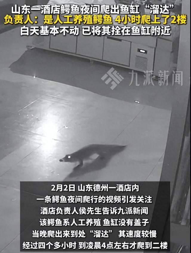 鳄鱼夜间爬出鱼缸4小时爬上2楼，负责人发声：是人工养殖鳄鱼，已将其拴在鱼缸附近