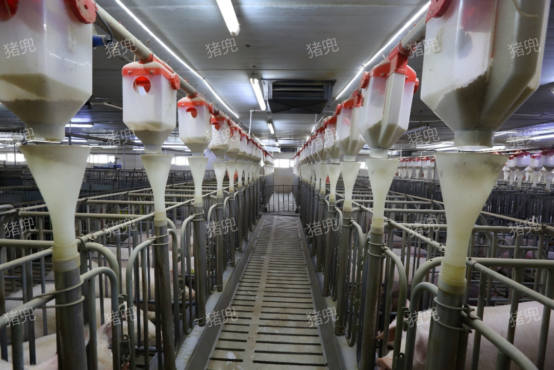 猪价跌破 5 元，却有养殖场竟一年稳赚 30 万？