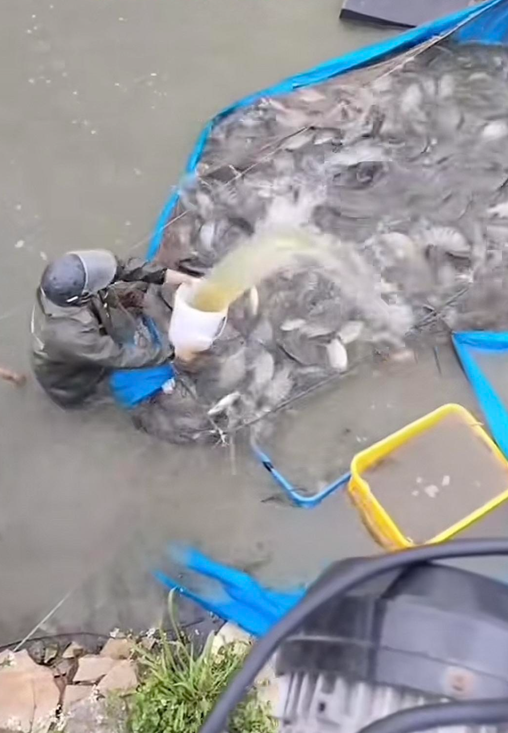 人为麻醉活鱼被曝光，酒精勾兑三无麻醉剂，重庆最新通报
