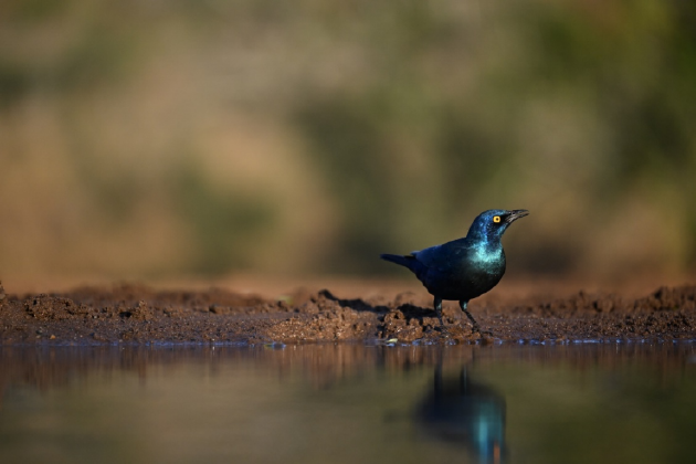 振翅之间，尼康伴你见自然之美