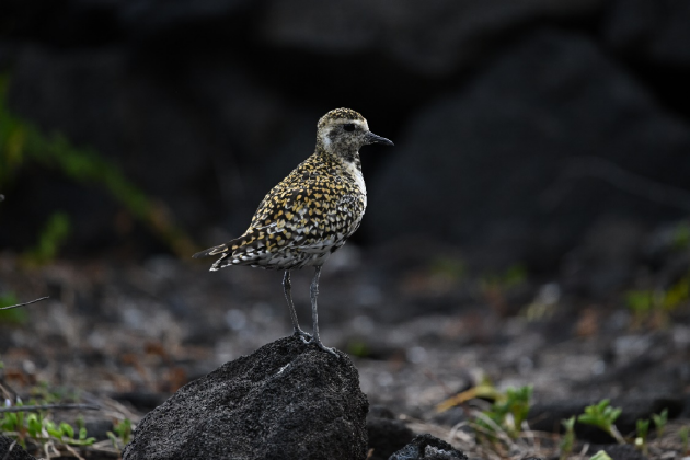 振翅之间，尼康伴你见自然之美