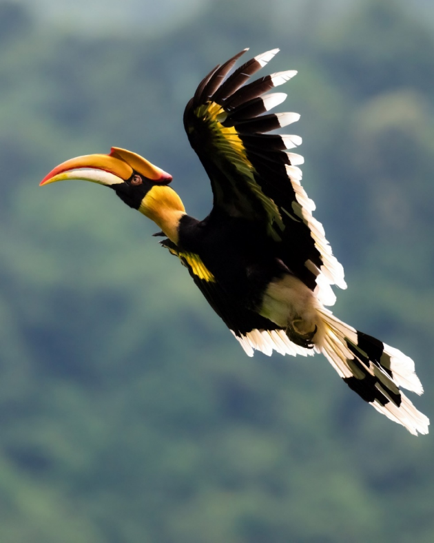 振翅之间，尼康伴你见自然之美