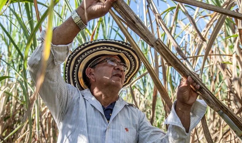 一个把“糖”印在货币的国家，从“世界糖罐”沦为进口--古巴糖业的兴衰