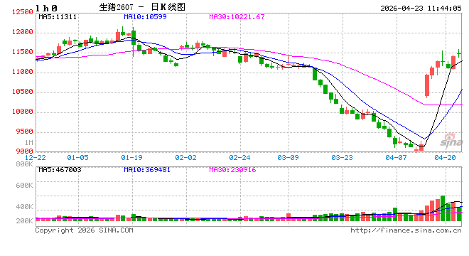 快讯：生猪主力合约延续走高，日内涨超2.00%，现报11545.00元/吨