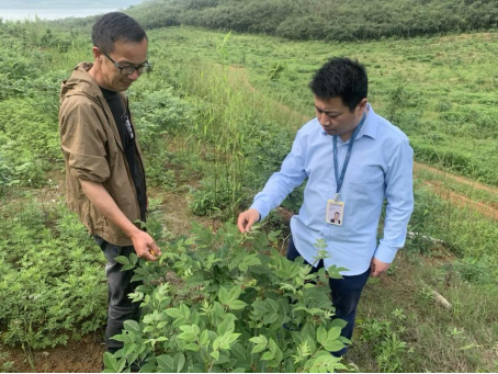 在分期乐普惠的帮助下，70亩吴茱萸熬过丰收前夜