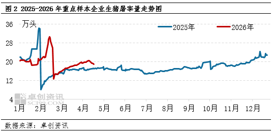 生猪及白条价格触底反弹 毛白价差收窄